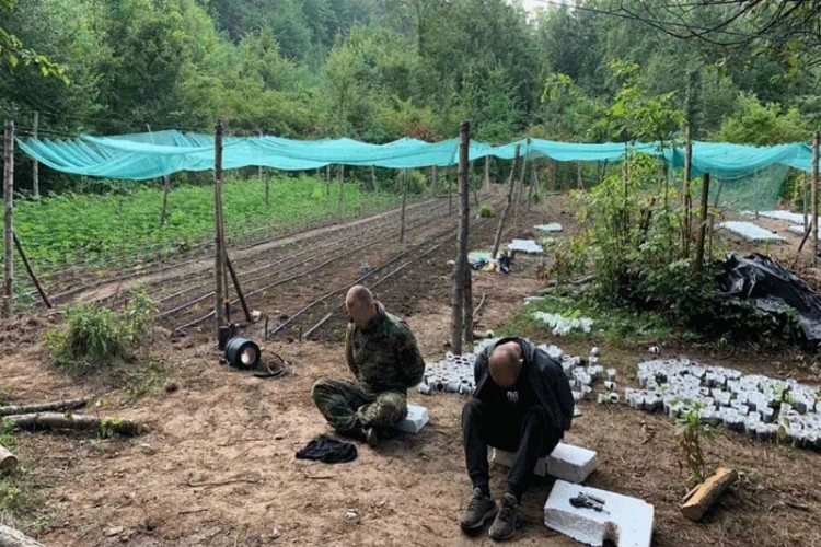 Akcija ” Escobar” otkrila kamp sa oko 6.000 stabljika droge