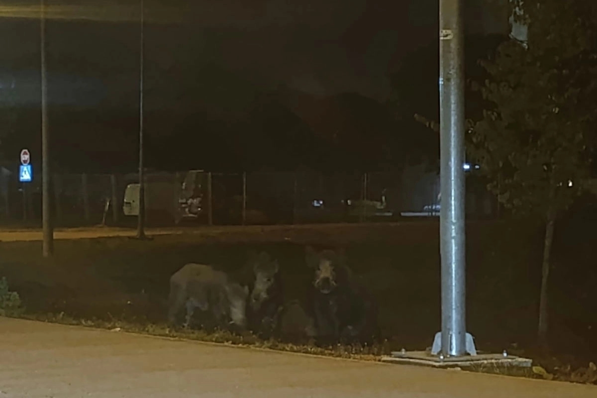 Krdo divljih svinja viđeno u Dervišima
