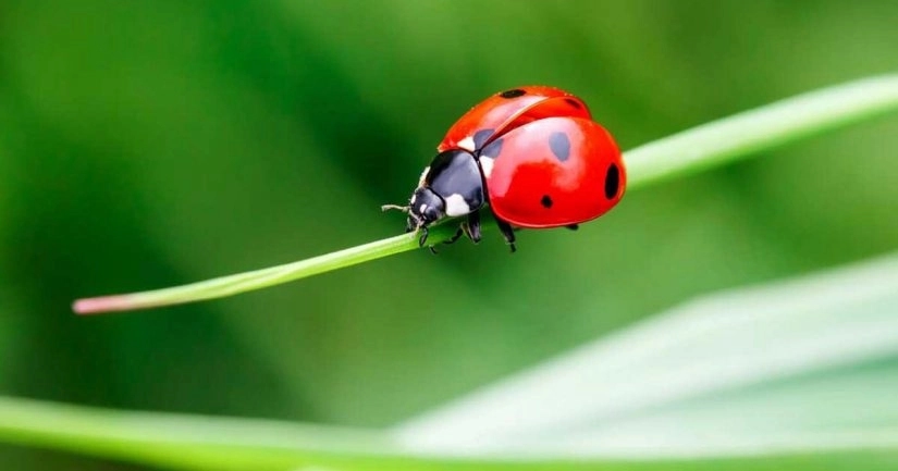 Najezda bubamara u Srpskoj