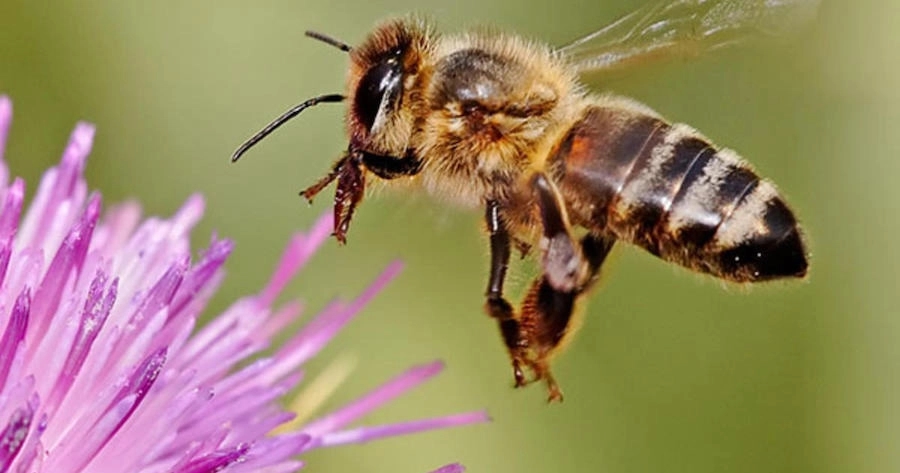 Pčelari u Srpskoj nezadovoljni: Očekuju se veoma mali prinosi meda