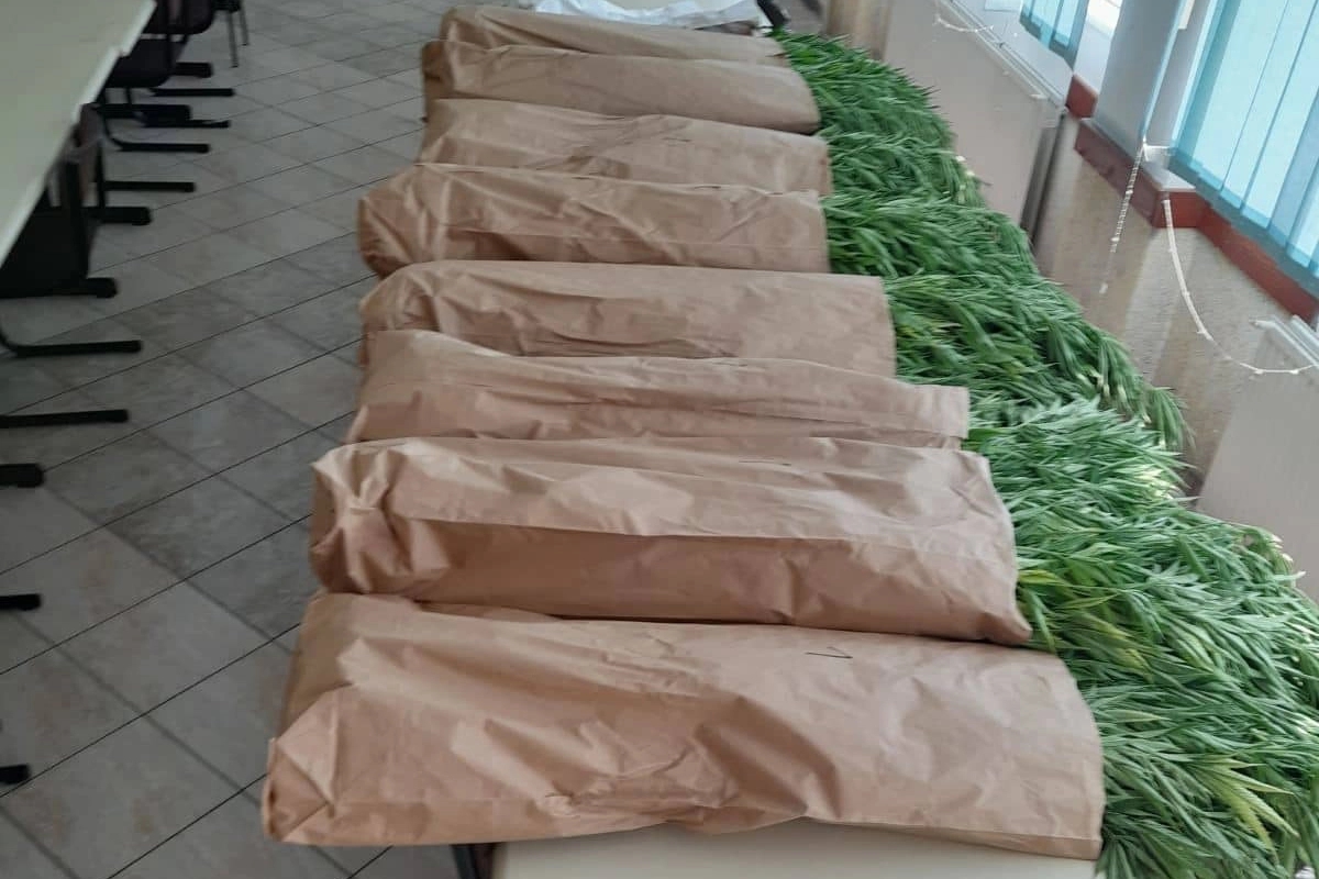 Policijska akcija u Derventi, pronađeno 440 stabljika indijske konoplje