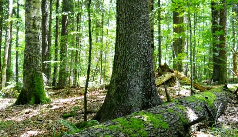 Prašumu Janj UNESCO proglasio prirodnim dobrom od svjetskog značaja