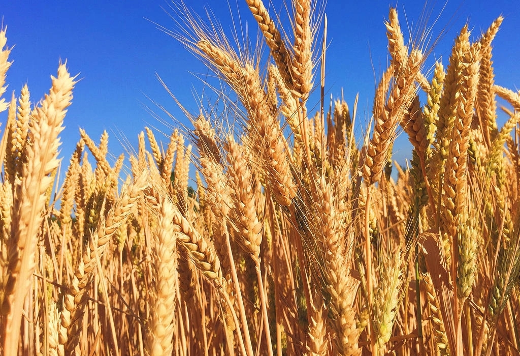 Ratari zadovoljni podsticajima za pšenicu