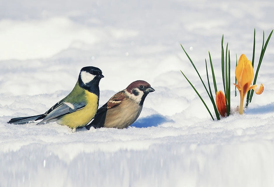 Snijeg zabijelio brojna mjesta u BiH