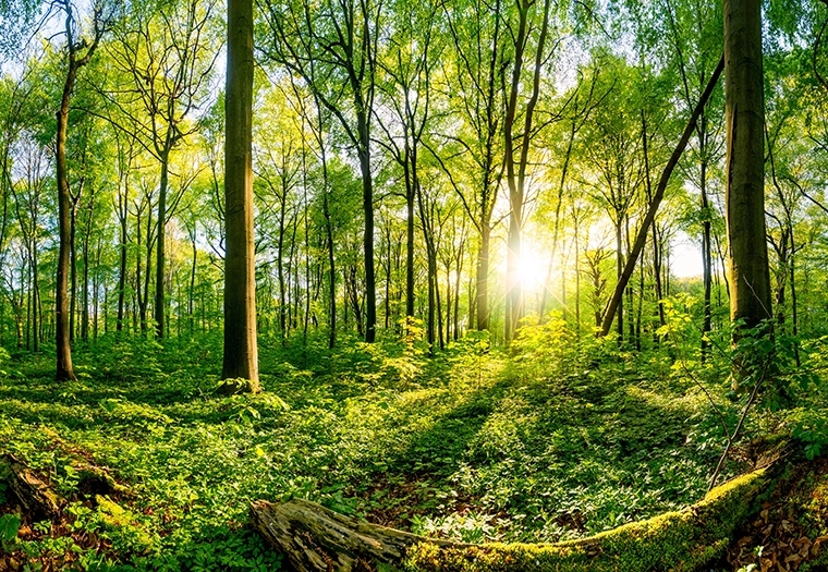 Šumski plodovi napunili kasu Šuma RS