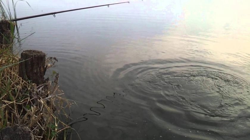 Suša ugrozila riblji svijet