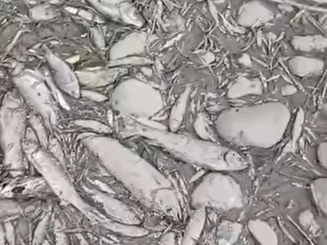 Suša uzela danak, na ušću Turjanice u Vrbas nema vode ni za ribe (VIDEO)