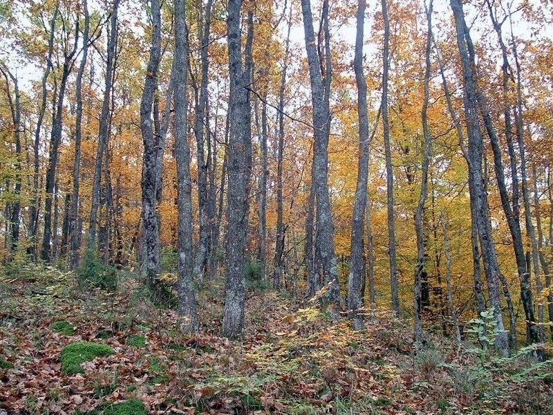Tragedija kod Omarske, nastradao drvosječa