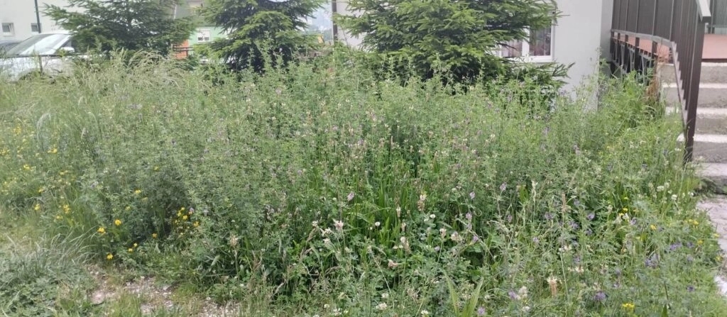 Ulice na Laušu zarasle u travu