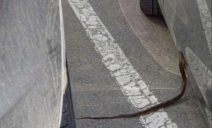 Zmije ulaze u kuće, hvataču se jedna omotala oko noge