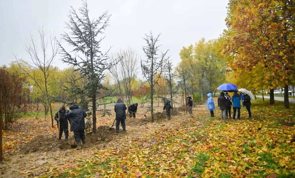 Banjaluka daje skoro 300.000 KM za sadnju novog drveća