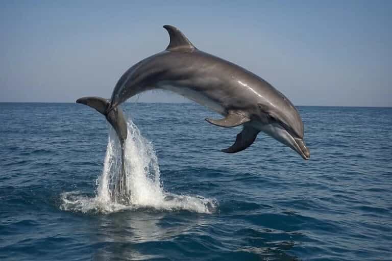 Delfin napravio šou među kupačima na Jadranu, igrao se s loptom (VIDEO)