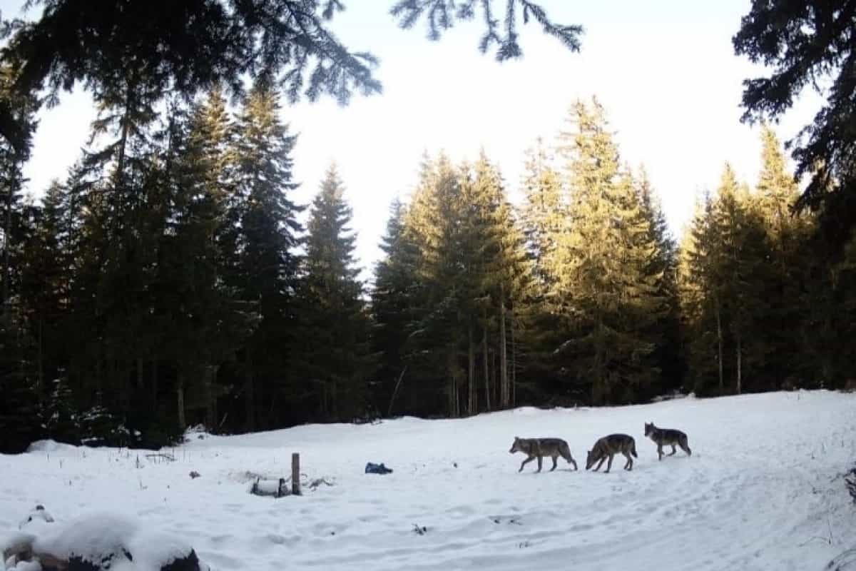 Impresivni prizori iz šume kod Kotor Varoša (VIDEO)