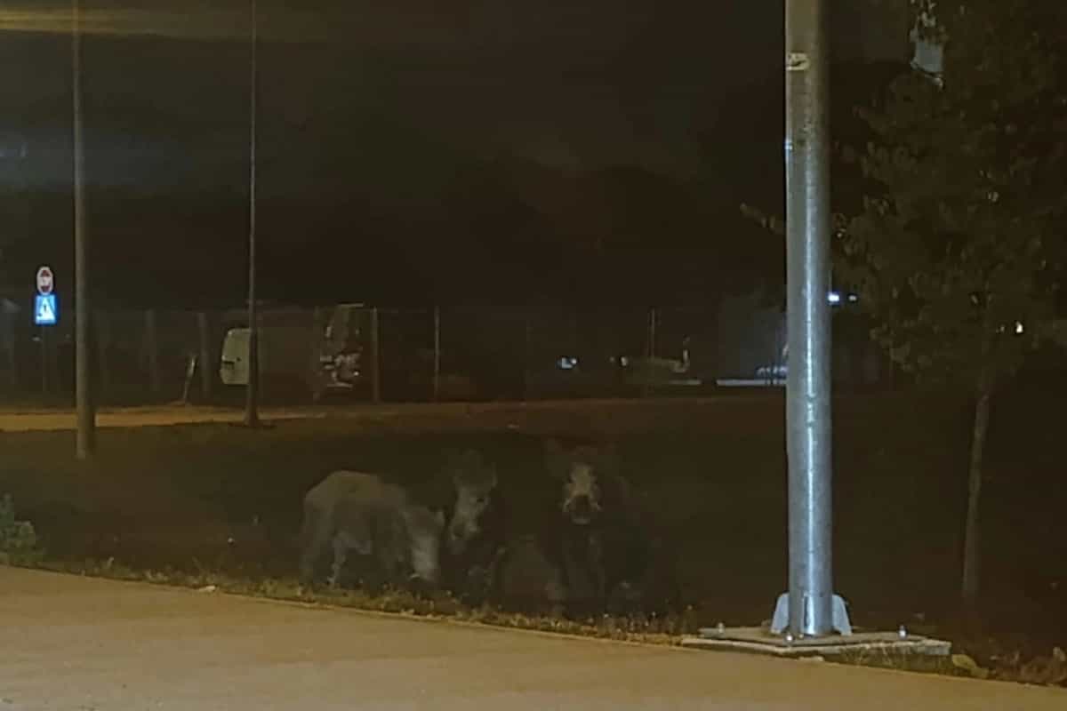 Krdo divljih svinja viđeno u Dervišima