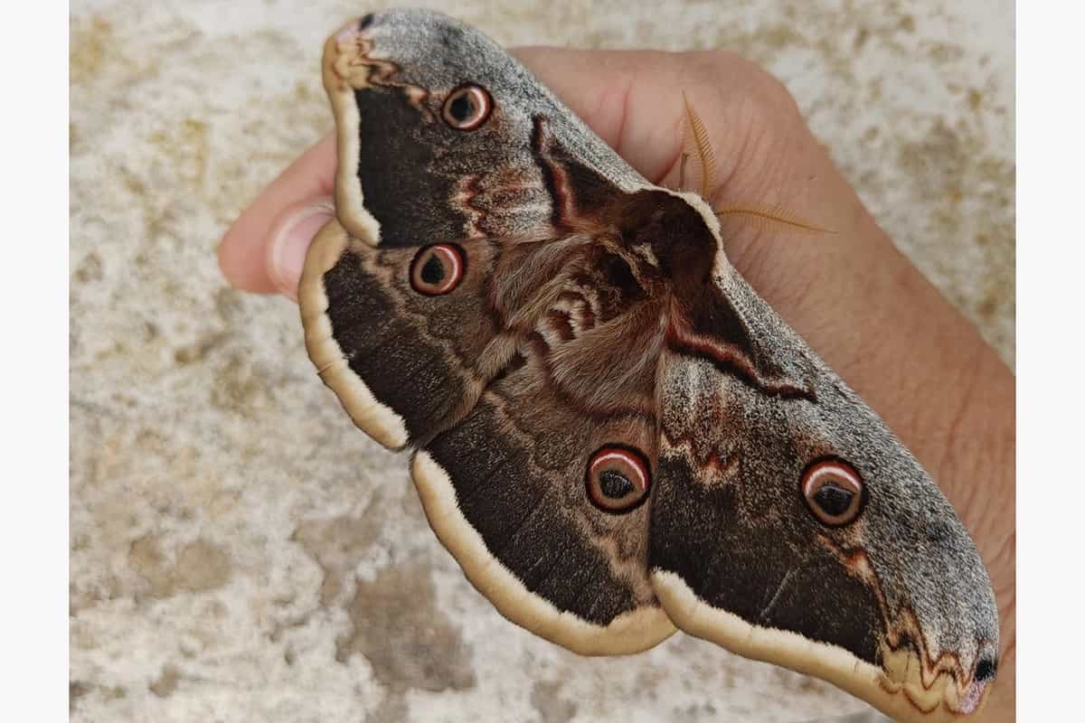 Najveći evropski leptir viđen u regionu: Raspon krila i do 20 cm (FOTO)