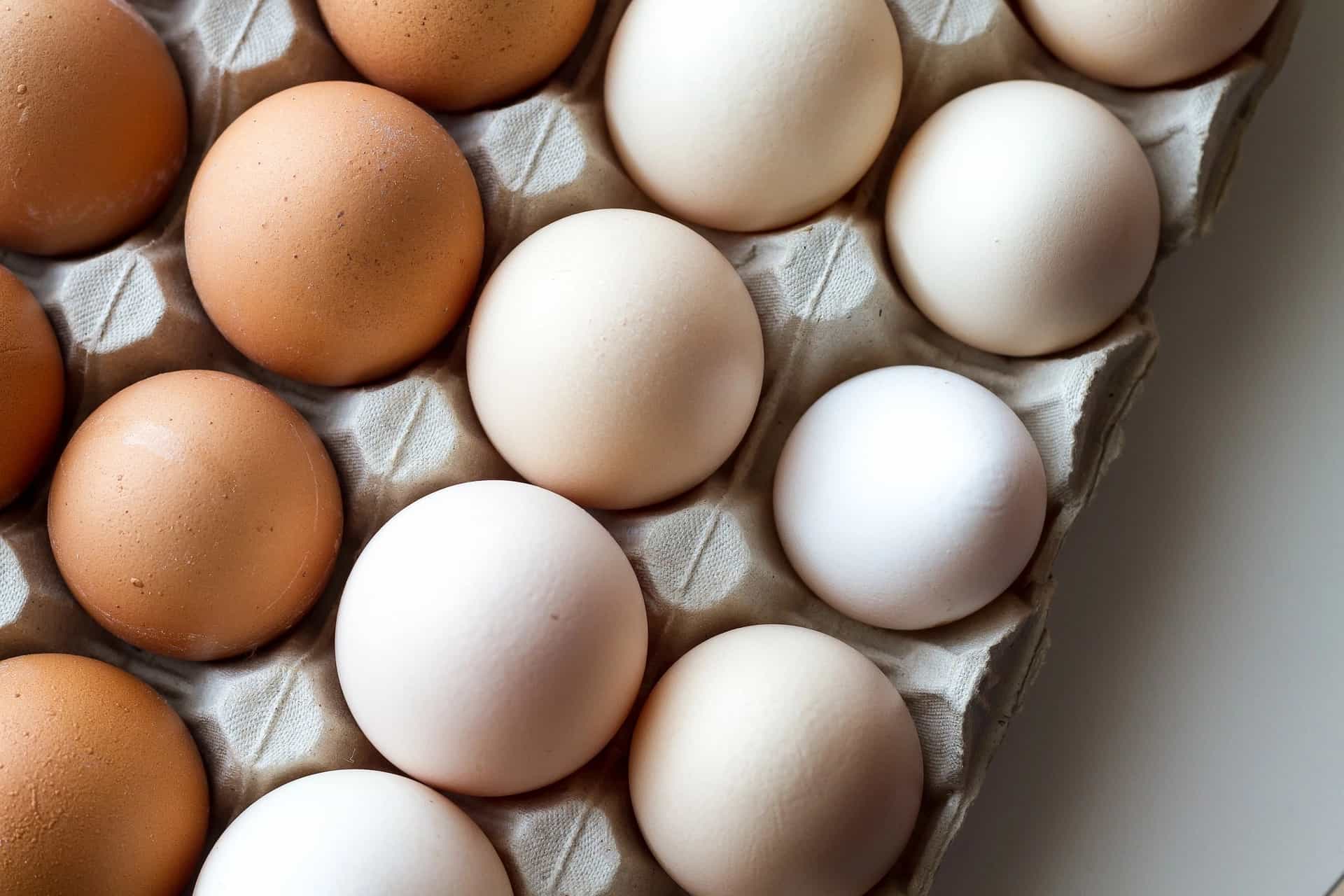Nakon pilećeg mesa, BiH planira izvoz živih životinja i jaja A klase