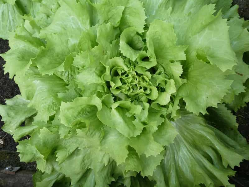 Ovo povrće s razlogom zovu “zlatom za jetru”