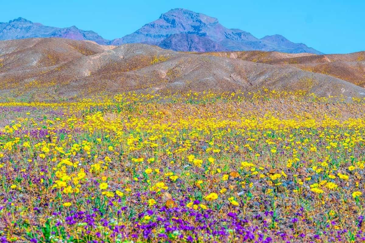 Procvjetala Dolina smrti: Fenomen koji se dešava jednom u deceniji