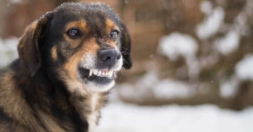Psi pobjegli iz boksa i napali muškarca i dvije maloljetnice