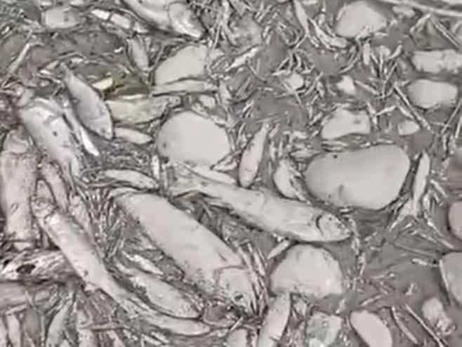 Suša uzela danak, na ušću Turjanice u Vrbas nema vode ni za ribe (VIDEO)