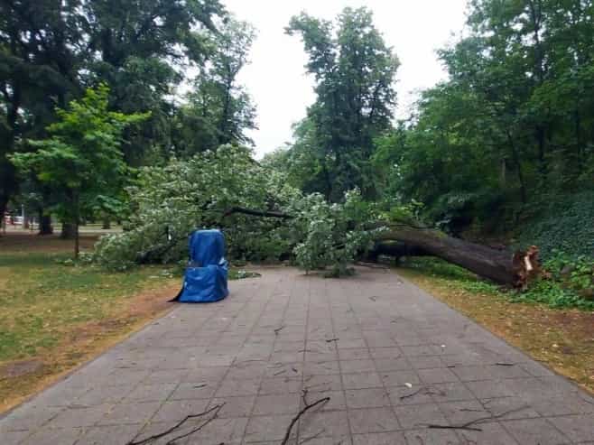 U parku “Mladen Stojanović” u Banjaluci palo drvo (FOTO/VIDEO)