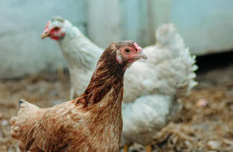 U pripremi nove mjere zbog ptičijeg gripa: Živina pod ključ