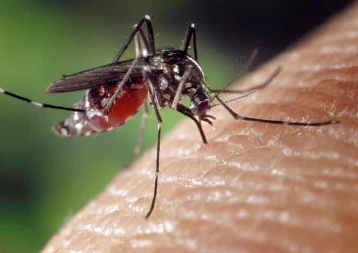 Virus zapadnog Nila sve rašireniji u Evropi