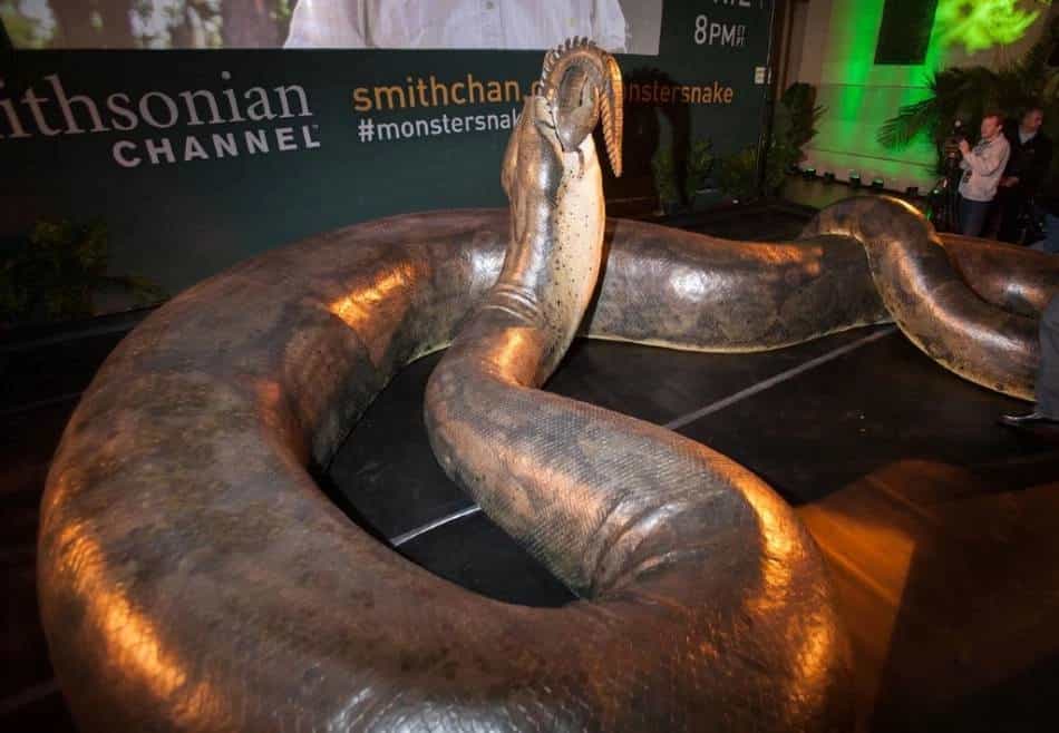 Zmija od 15 metara, ruši sve rekorde!