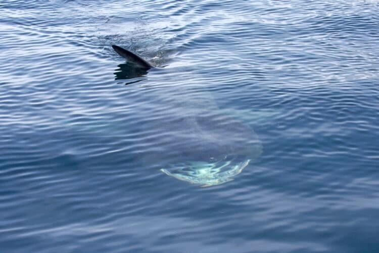 Druga najveća vrsta morskog psa viđena u Jadranu (VIDEO)