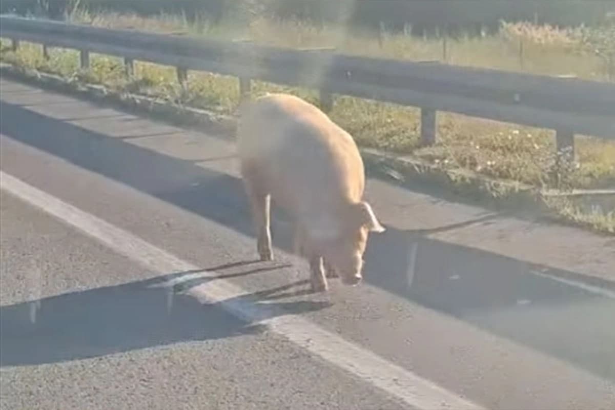 Dvije svinje na putu kod naplatnih kućica nadomak Banjaluke (VIDEO)