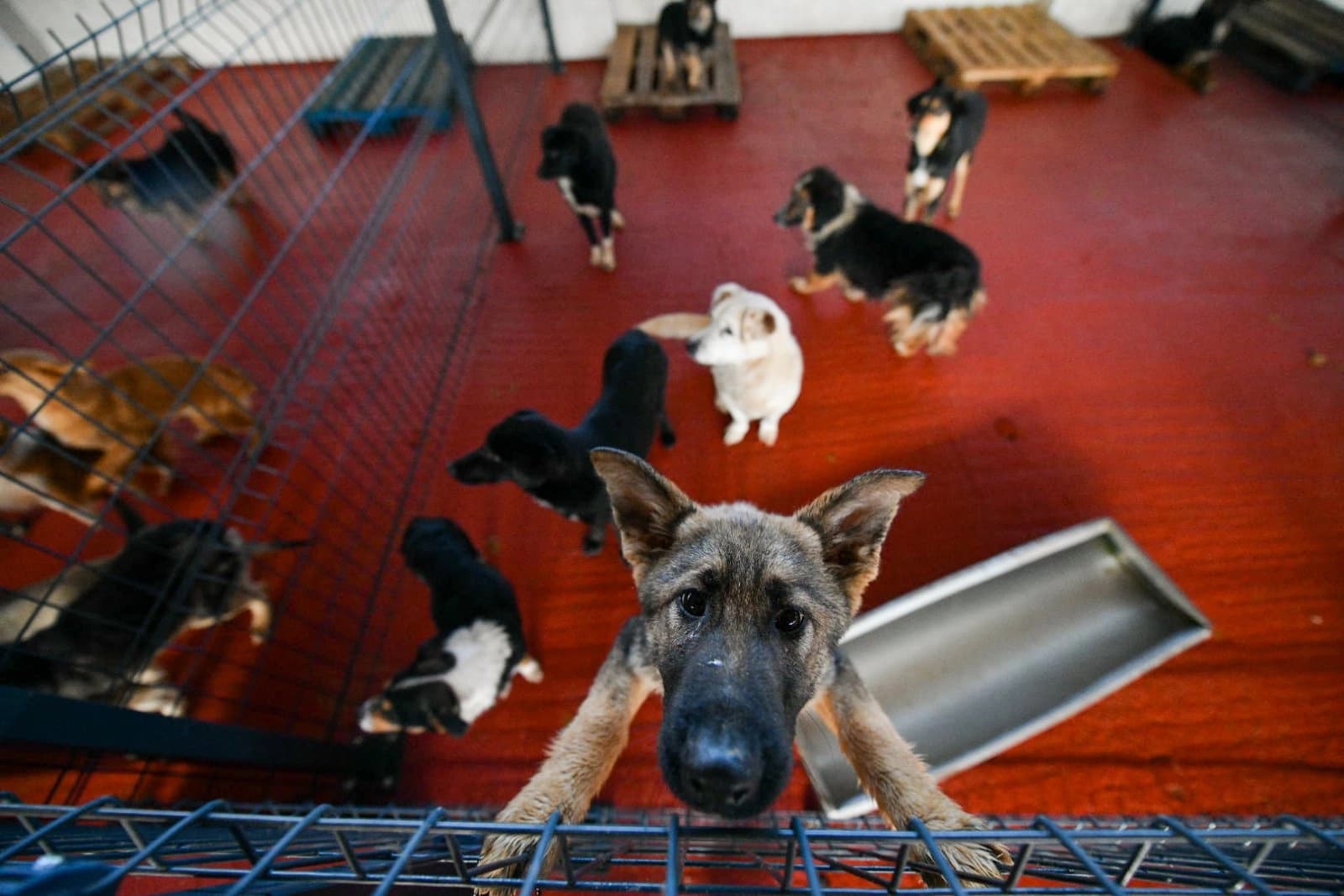 Oglasila se Gradska uprava o stanju u azilu za pse na Manjači