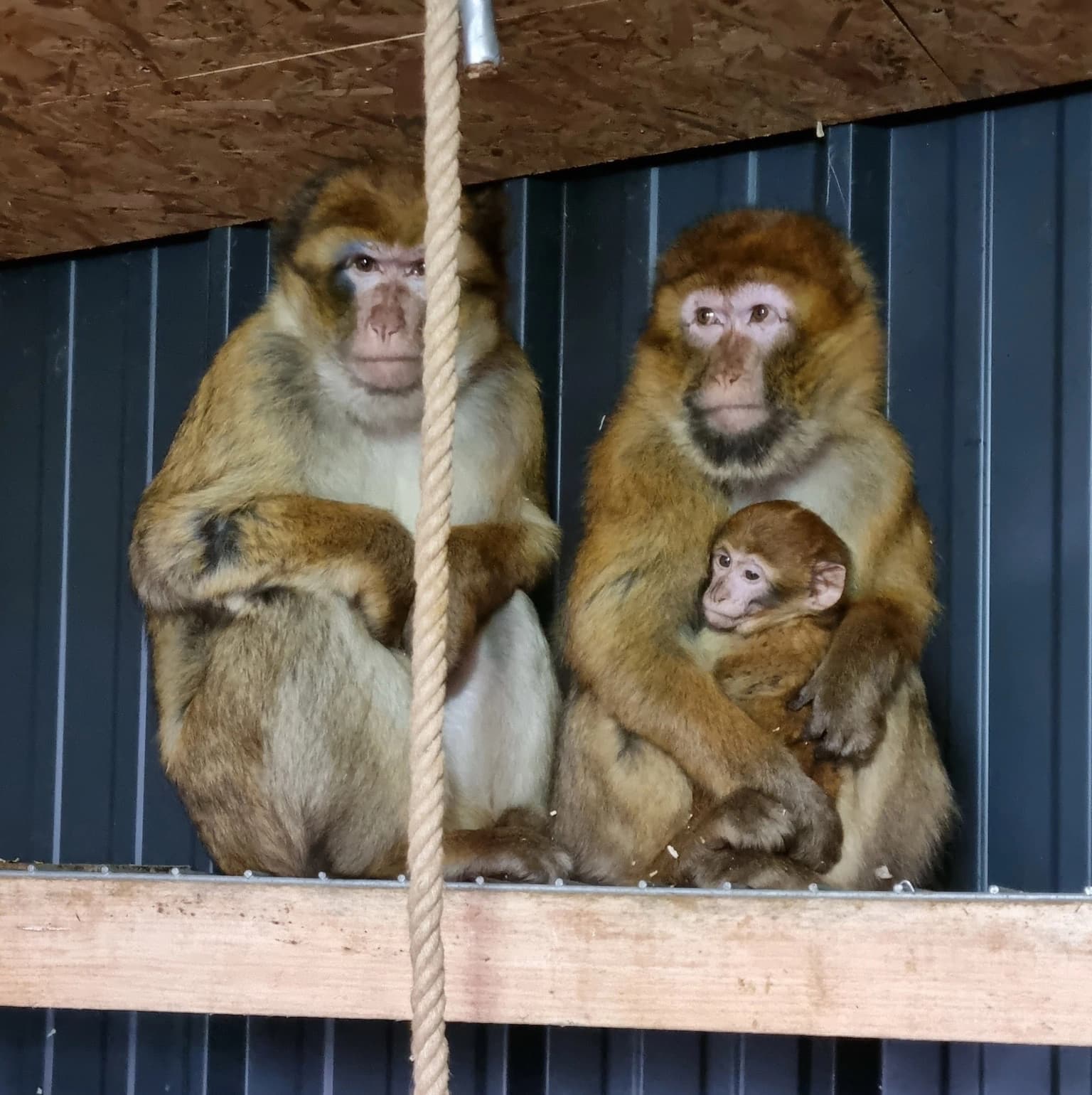 Pobjegao majmun iz mini zoološkog vrta na ranču “Aris” u Kozaruši