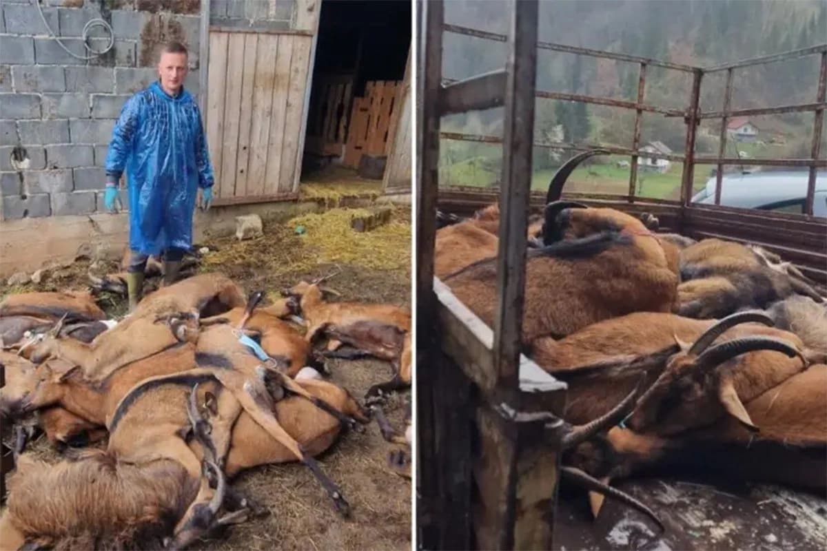 Potvrđena bruceloza: Uništeno stado koza, vlasnik u bolnici