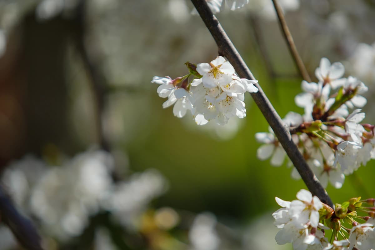 Prvi dani proljeća promjenljivi