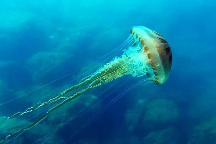 Sjeverni Jadran preplavljen meduzama