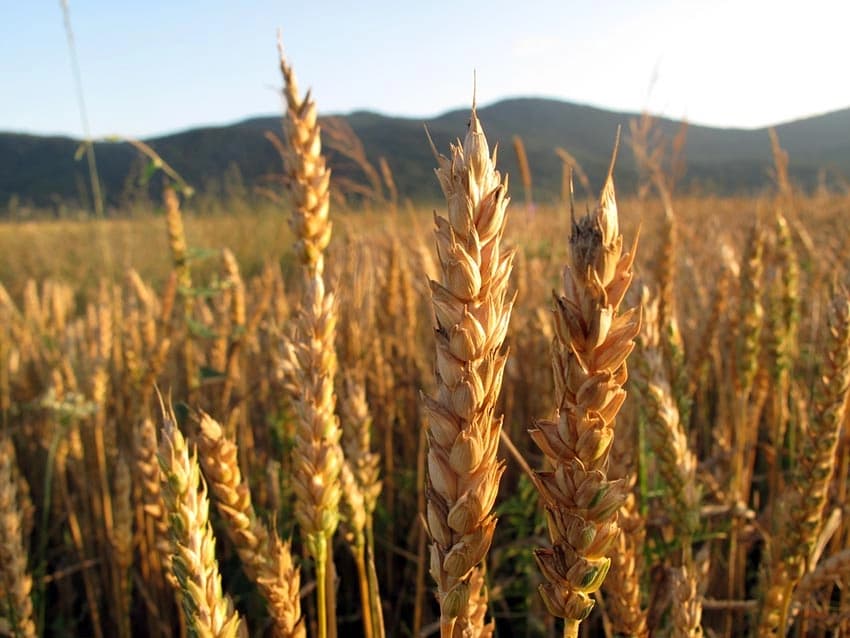 U Srpskoj zasijano više pšenice nego u Federaciji