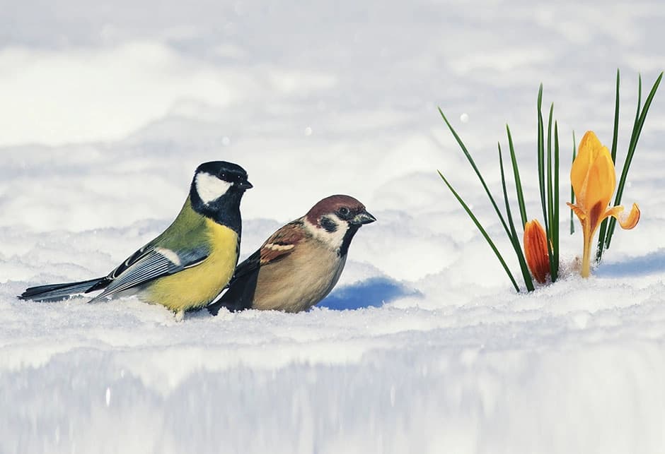 Uskoro stiže snijeg