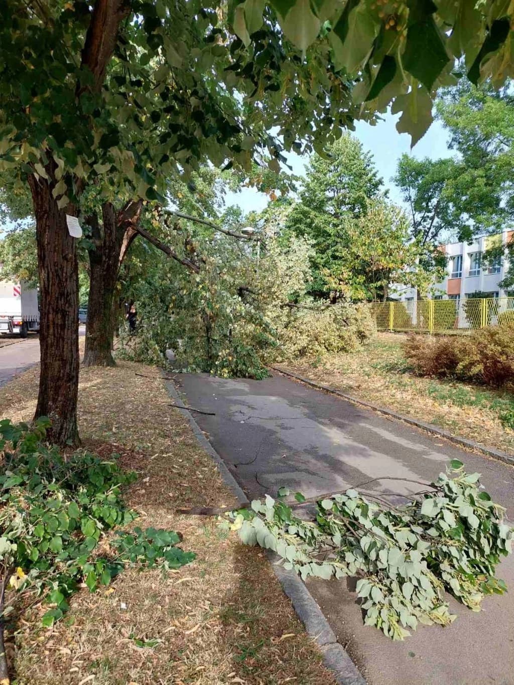 Vjetar oštetio stabla u Banjaluci