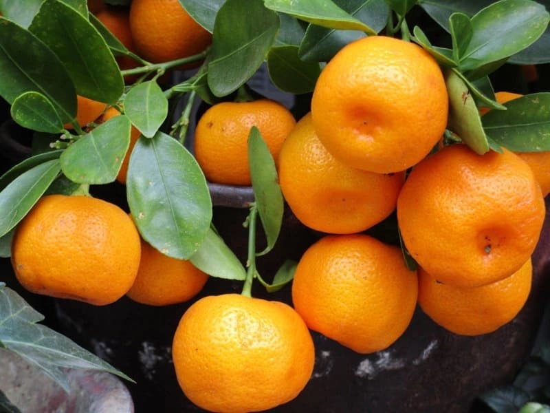 Zabranjen uvoz mandarina iz Turske u Srpsku