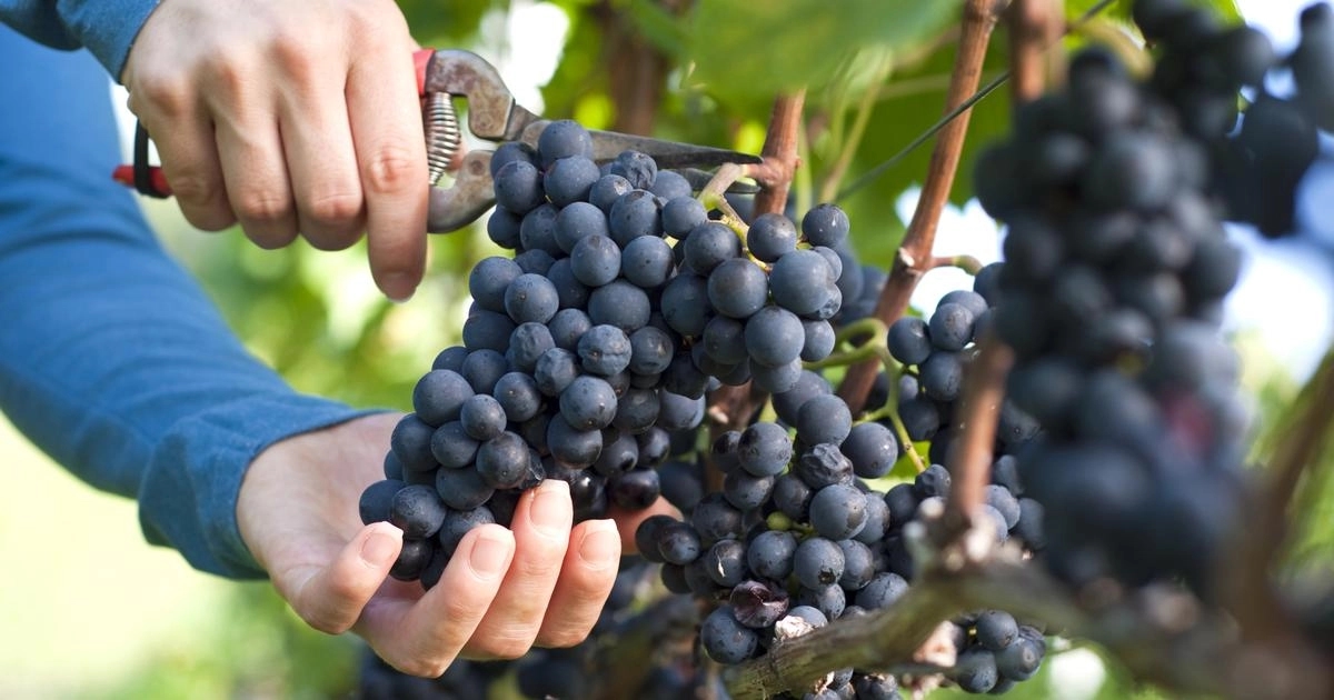 Berba grožđa u Srpskoj stiže ranije, vinogradari očekuju rekordni kvalitet