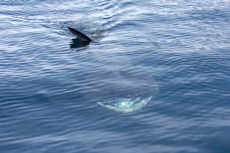 Druga najveća vrsta morskog psa viđena u Jadranu (VIDEO)