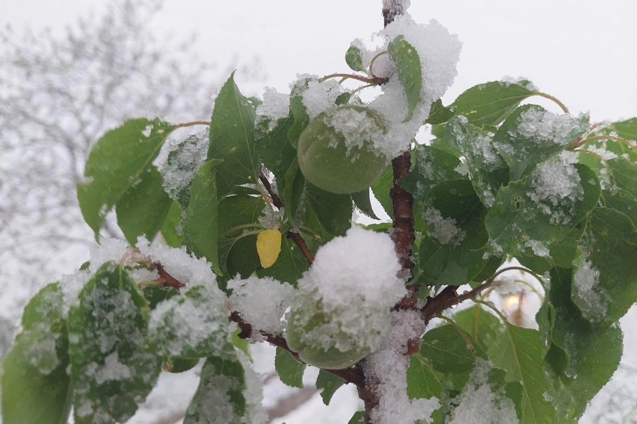 Hoće li zahlađenje uticati na voćnjake u Republici Srpskoj