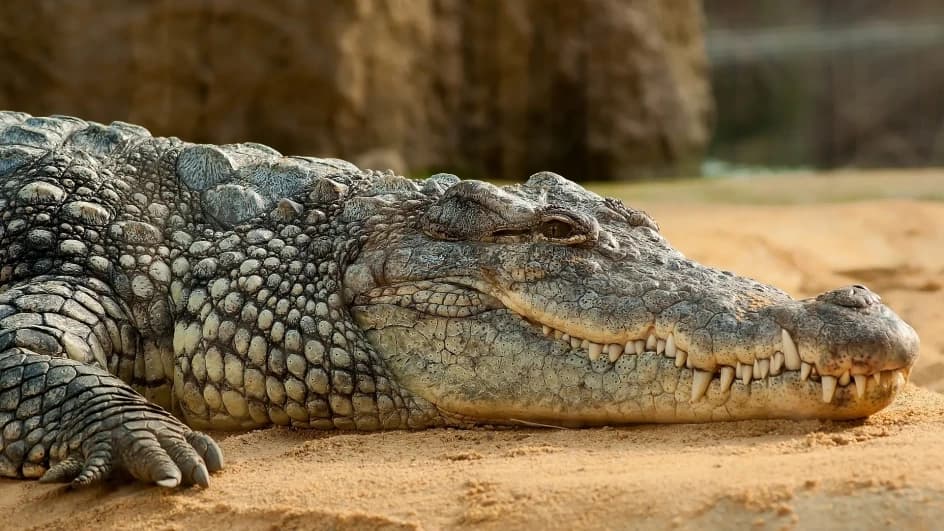 Riješena misterija stara 250 godina: Kako su krokodili preplivali Indijski okean do Sejšela