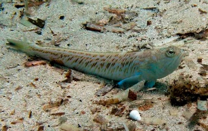 U Jadranu se opet pojavila otrovna “riba Dragana”