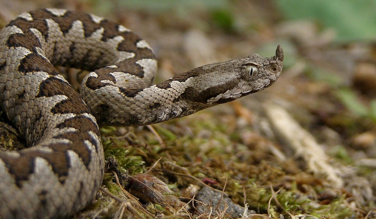 U Srpskoj registrovane tri vrste otrovnih zmija – zajedno se mogu naći samo na jednom mjestu