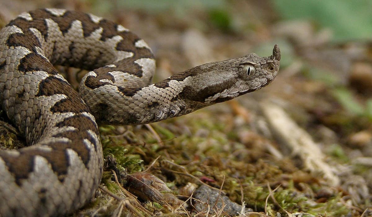 U Srpskoj registrovane tri vrste otrovnih zmija – zajedno se mogu naći samo na jednom mjestu