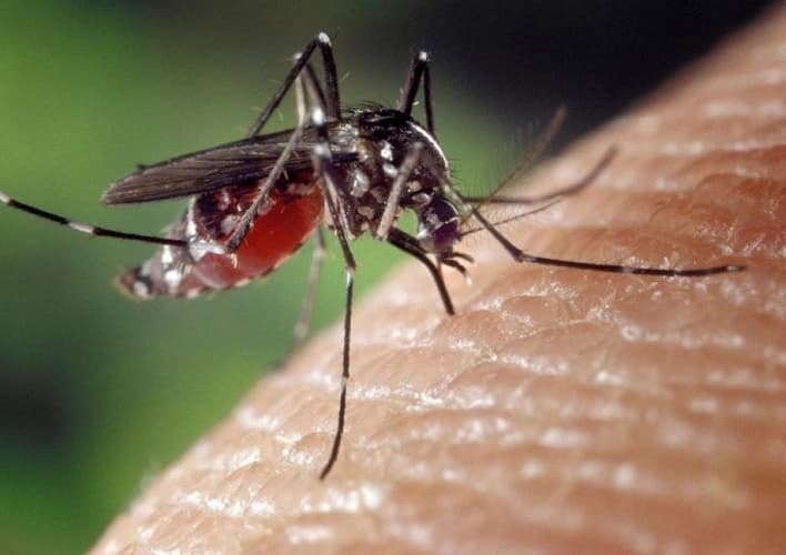 Virus zapadnog Nila sve rašireniji u Evropi
