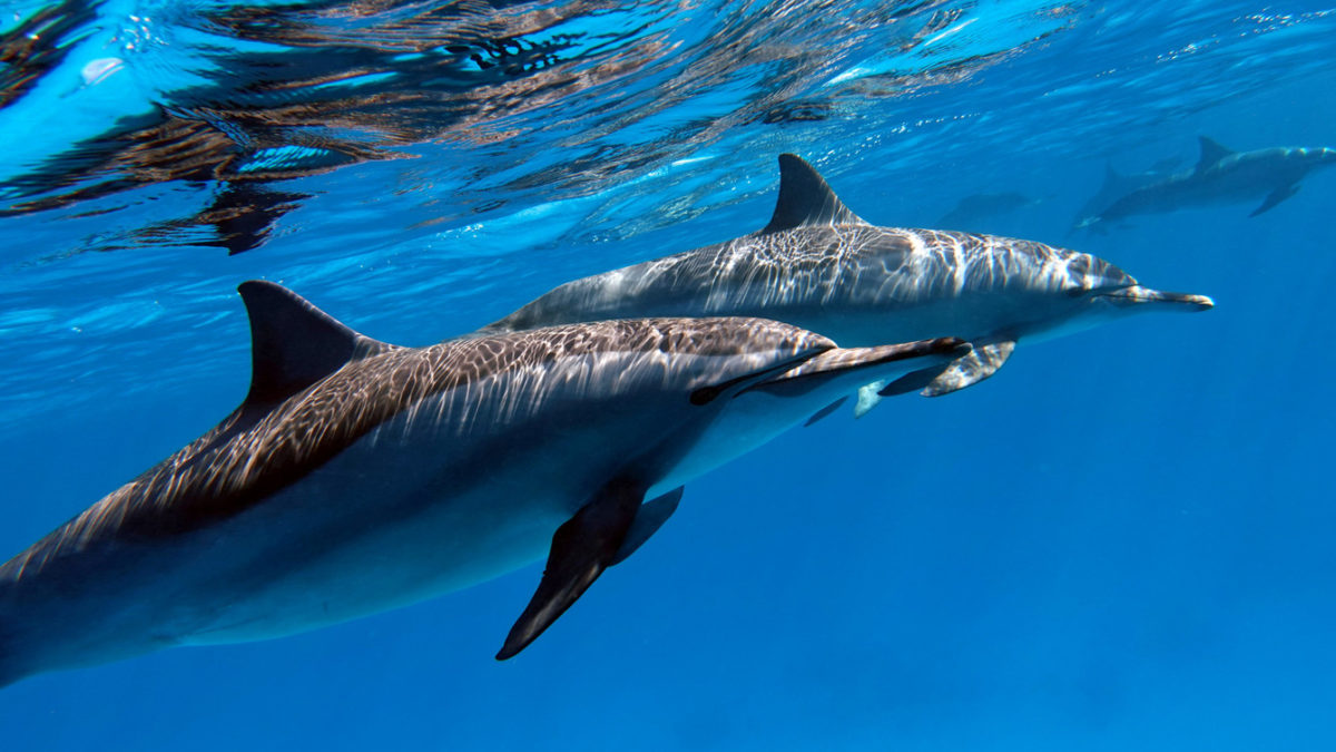 Rusi na Krim poslali ratne delfine