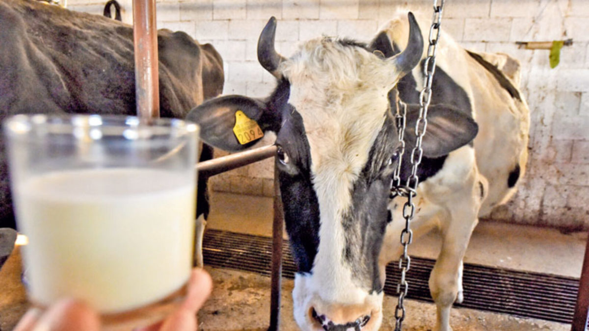 Proizvođači traže veće otkupne cijene mlijeka