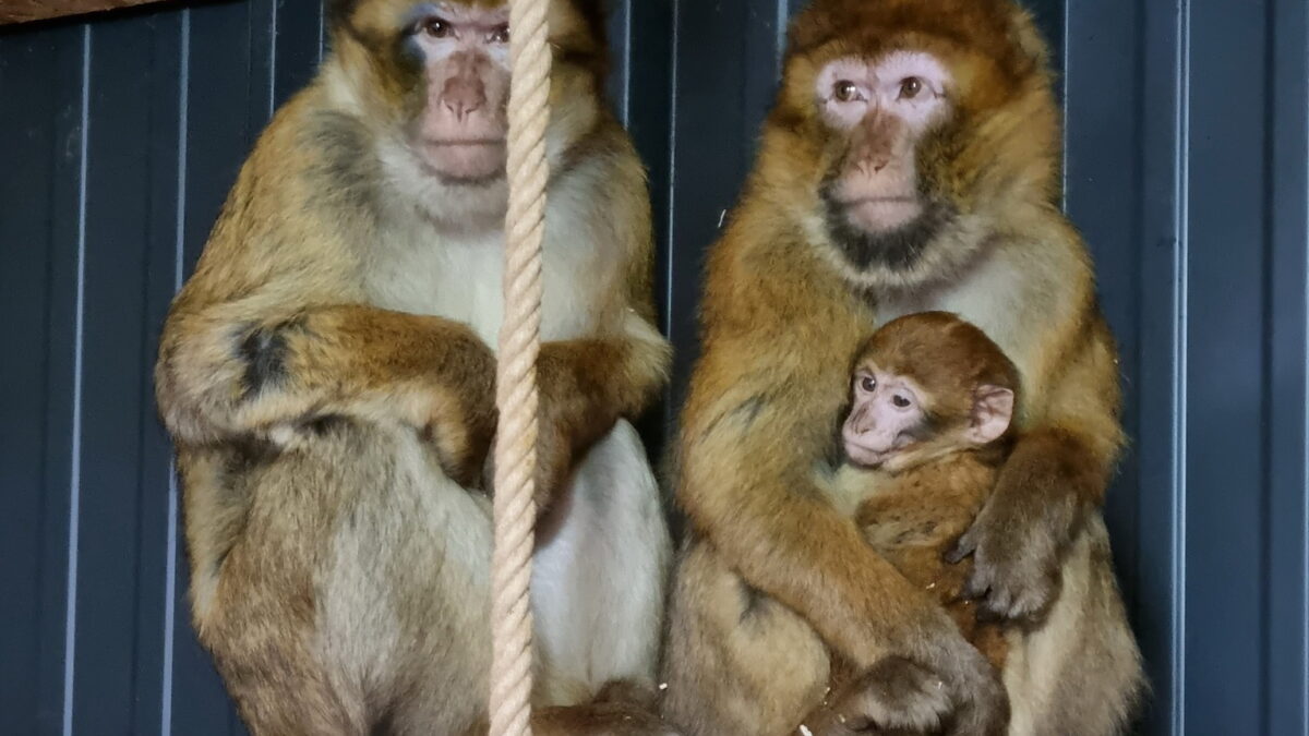 Pobjegao majmun iz mini zoološkog vrta na ranču “Aris” u Kozaruši